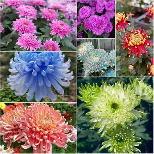 chrysanthemen winterhart - sommerblumen gartensamen blumensaat schmetterlingswiese zimmerpflanze wiesenblumen deko balkonpflanzen winterhart garten 70samen