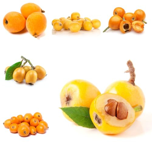 wollmispel geschenke für gartenliebhaber wollmispel obstbaum steingartenpflanzen gartenpflanzen winterhart mehrjährig winterharte garten kübelpflanzen seltene säulenobstbäume 12samen