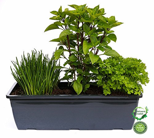 Kräuterkasten für Salate 40cm Anthrazitkasten mit je 1er Kräuter Pflanze: Petersilie, Schnittlauch & Basilikum