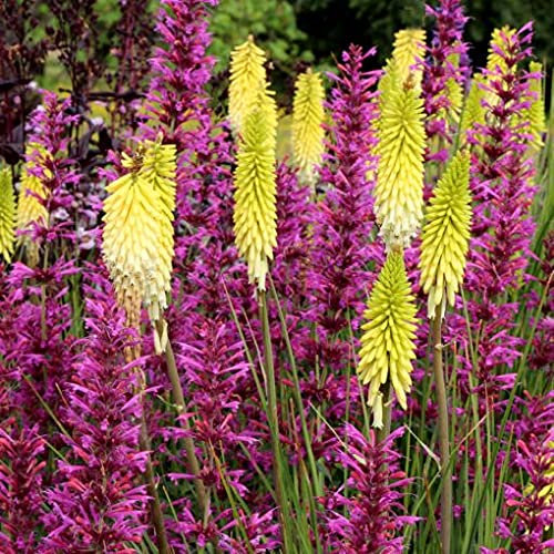 Carbeth Plants – Kniphofia ‘Pineapple Popsicle’ in 9cm Pot – Unusual Compact Red Hot Poker – Hardy Perennial with Bright Yellow Blooms