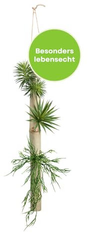 CREATIV green Natur Bambusrohr mit 3 Deko Sukkulenten 58 x 4cm I Pflegeleichte & stilvolle Kunstpflanze I Sukkulenten künstlich ideal zum Dekorieren I naturgetreue Wanddeko Pflanzen