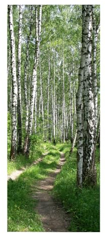 TüRtapete Selbstklebend TüRposter TüRaufkleber Tapete,Wandaufkleber für Schlafzimmer, Heimdekoration, wasserdicht, Premium Vinyl Upgrade, weißer Birkenwald, Naturlandschaftspfad