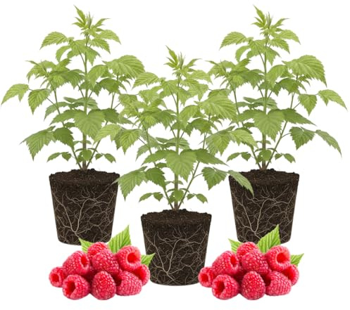 3 Raspberry Plants Live, Sweet Raspberry Bush Live Plants, Well-Rooted 5-8 Inch Height, Raspberry Shrub Outdoor, No Pot (Red Raspberry)