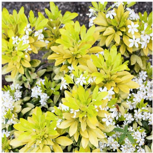 Mexican Orange Blossom/Choisya 'Ternata Sundance' in 2L Pot, Stunning Evergreen Shrub 3fatpigs®