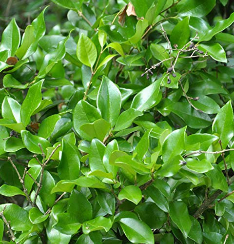 Japanischer Liguster Texanum 40-60cm - Ligustrum japonicum