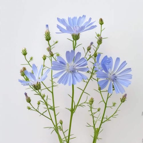 250 Graines de Chicorée Sauvage