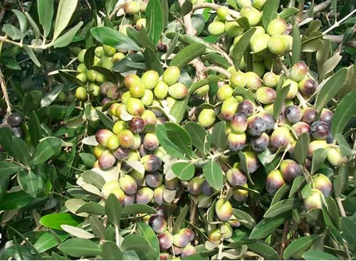 Vivao Garden Forest Ulivo Leccio del Corno h170/180 cm | Pianta di Ulivo Vero, Crescita Media, Frutti di Alta Qualità, Per Uliveti e Esterni, Piante da Olio