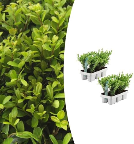 Ilex crenata 'Jenny' | 12 pièces - 25cm - Ø15cm - Plante de jardin