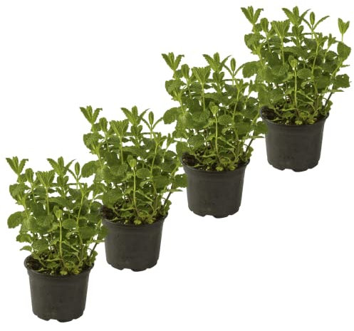 DECOALIVE Plantas de Menta Hierbabuena - Pack 4 Plantas - Mentha - Hierba Buena Plantas Naturales
