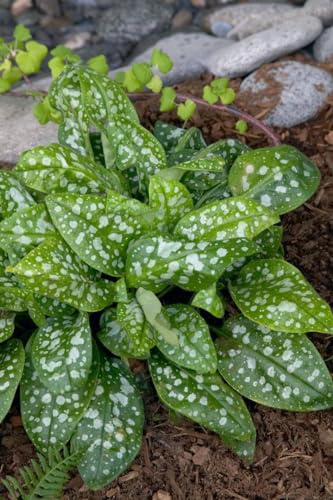 Pulmonaria saccharata 'Reginald Kaye' 9x9 cm Topf – Winterhart, Mehrjährig, Pflegeleicht – Lungenkraut – Bodendecker für Schattenbeet & Gehölzrand