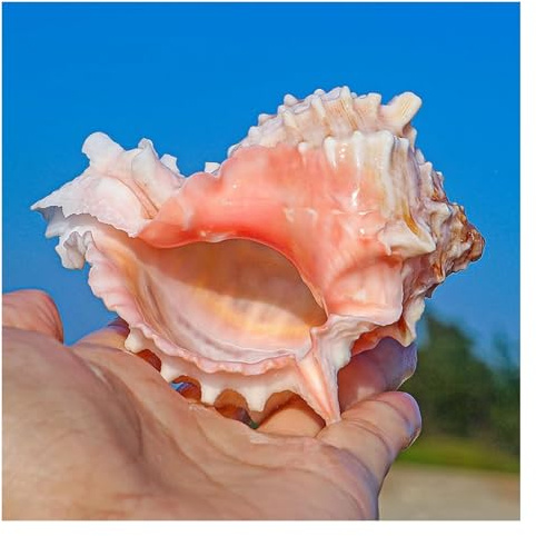 Grand coquillage naturel Conch Shells, 6 ~ 7 cm, coquillages de conque de l'océan 6-9 cm, parfaits for la décoration de mariage, les fêtes à thème sur la plage et les aquariums (1 pièce)(8~9cm)