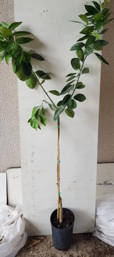 Citrus sinensis 'Valencia Delta' greffé sur FA5 / Oranger/Conteneur de 3 à 4 litres/Tigette/Agrume