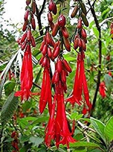 Red Fuchsia boliviana Rare Species from The Andes 20 Seeds