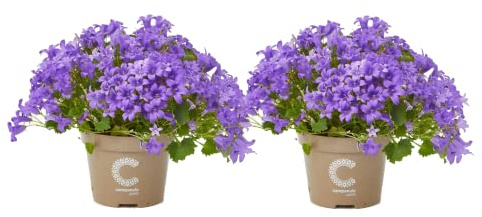Campanula PREMIUM Set de 2 Plantas Naturales con Flores Azules muy Llamativas Ideales para Regalar