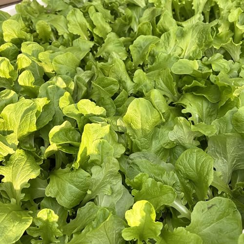 Eichblatt Salat grün Salatjunpflanze 6er-Set