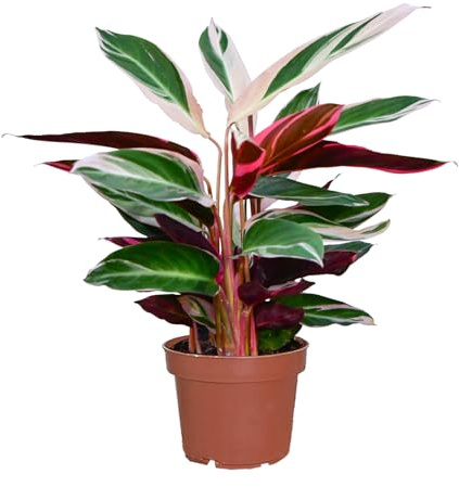 Green Me Up Calathea Triostar, Zimmerpflanze, tierfreundlich, ungiftig für Katzen, Keramiktopf anthrazit 16 cm, Höhe 40-50 cm, schmal wachsend, hell bis wenig Licht (Kulturtopf)