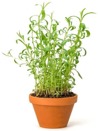 30 semi di dragoncello verde