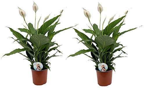Plant in a Box - Spathiphyllum - 2er Set - Einblatt Zimmerpflanze - Topf 17cm - Höhe 60-75cm - Luftreinigende Zimmerpflanze