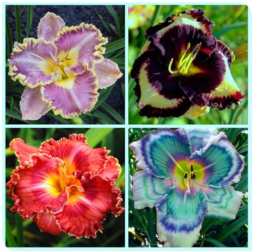 Bulbos de Hemerocallis - Matas Voluminosas y Decorativas - Ideal para Borduras Soleadas-15 Bulbos