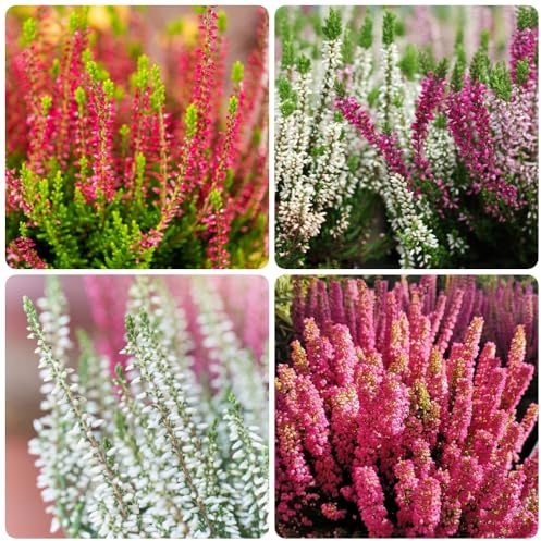 Semi di erica - biologici esotici Semi resistenti all'erica invernale, semi da balcone resistenti per il giardino arbusti 300pcs