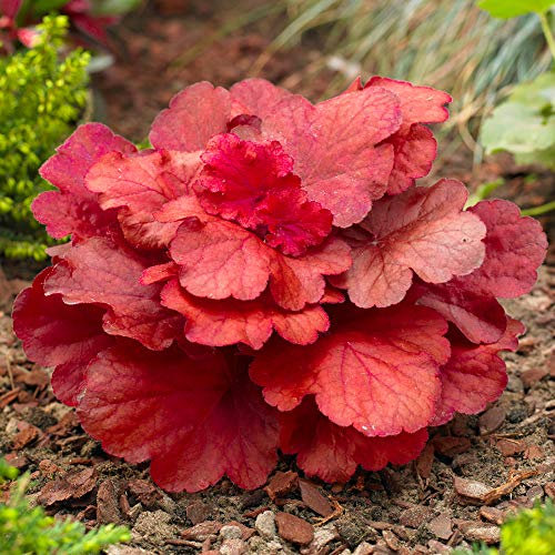 Heuchera 'Fire Alarm' Alum Root Herbaceous Perennial Outdoor Garden Shrub (20-30cm Incl. Pot)