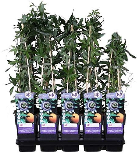 Pasiflora Árbol Frutal 50cm de Altura Fruta de la Pasión Passiflora Fruto Maracuyá Comestible Árbol Frutal