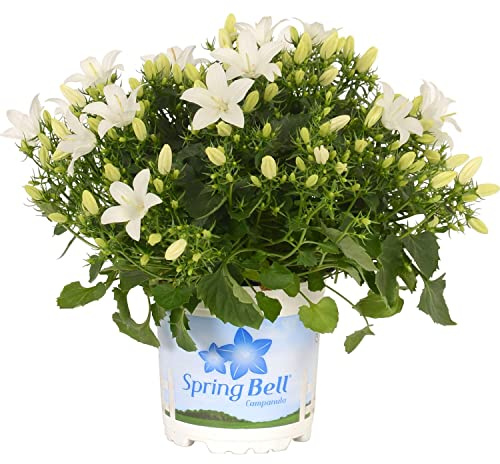 Campánula Blanca Natural Planta para Cultivar en el Exterior del Hogar