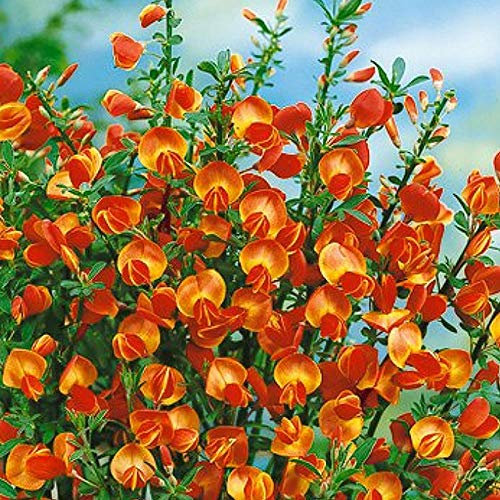 Portal Cool 1 X Cytisus 'Lena' ginestra Compatto arbusto deciduo Hardy Giardino im Topf