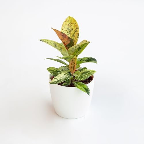 Vivai le Georgiche - Pianta vera di Ficus elastica Shivereana Fico - vaso Ø 12 cm - altezza alla vendita 20-30 cm