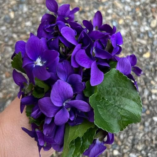 duftveilchen bodendecker gartenkräuter duftveilchensamen kräutergarten winterharte garten wildblumen balkonblume exotische 150pcs
