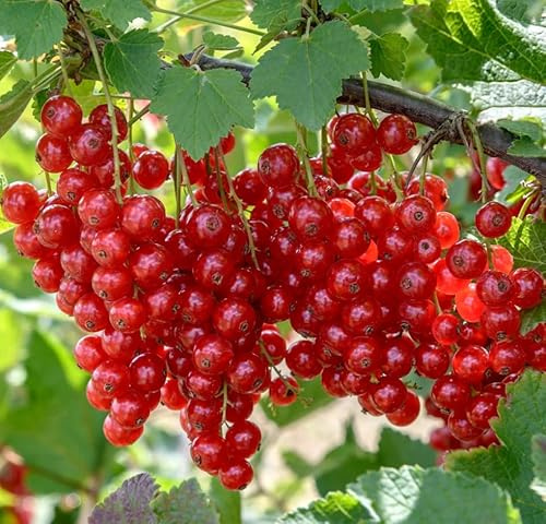 4 Red Currant Berry Plants Live, 1 Year Bare Root Currant Bushes 6–12 Inch Tall, Fruit Berry Plant for Outdoor Garden Growing