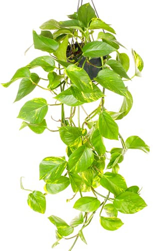 GardenersDream Epipremnum Aureum Plant - Live Devil's Ivy Indoor Trailing Plants - Decorative Hanging Indoor Plants for Home and Office - Gifts for Plant Lovers (15 cm Hanging Basket Included)