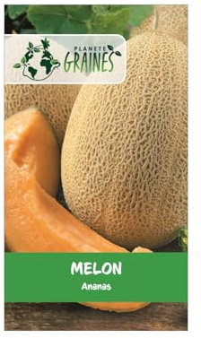 20 graines de melon ananas à chair orange, variété ancienne sucrée et parfumée pour potager