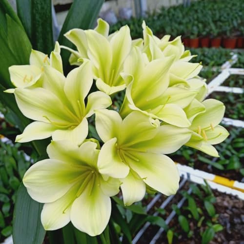 semillas de clivia, resistentes de exterior, comprar, balcón. exóticas, 300pcs