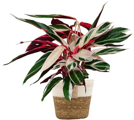 Green Me Up Set Calathea Triostar No. 19 im 19 cm Topf, Zimmerpflanze 60 bis 70 cm, rosa weiß grüne Blattfärbung, Seegraskorb Natur mit weißem Rand 21 cm, Dekoset Wohnzimmer und Büro, Tierfreundlich