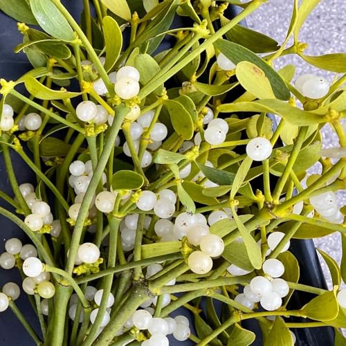 Semi di vischio, semi di siepi arbusti Viscum coloratum, verdi esotiche giardino arbusti resistenti medicinali sempreverdi 150pcs