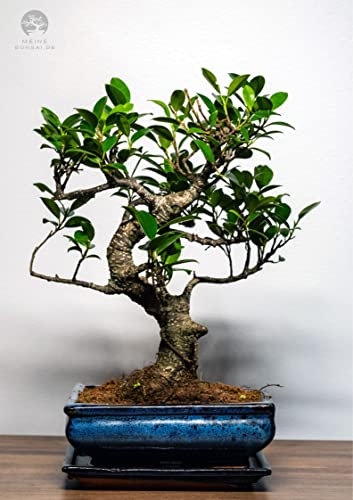 Bonsai Baum mit Keramik Blumentopf - Ficus - ca. 9 Jahre (30-35 cm Höhe)