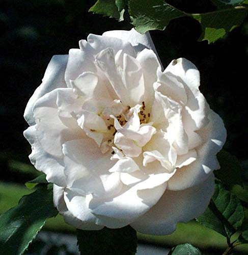 Kletterrose Mme Alfred Carriere 30-60cm - lebende Gartenpflanze aus den Baumschulen