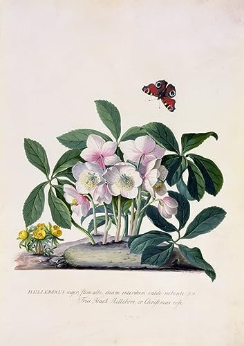 NAAYRASA Bekannt Leinwanddrucke Malerei Drucken Ölgemälde Christrose und Winterling von Georg Dionysius Ehret Foto auf Leinwand für Wanddekoration 60x90cm