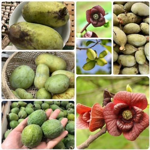 Semillas de plátano indio, papaya, Asimina triloba, semillas de para jardin balcon variedades antiguas 10pcs