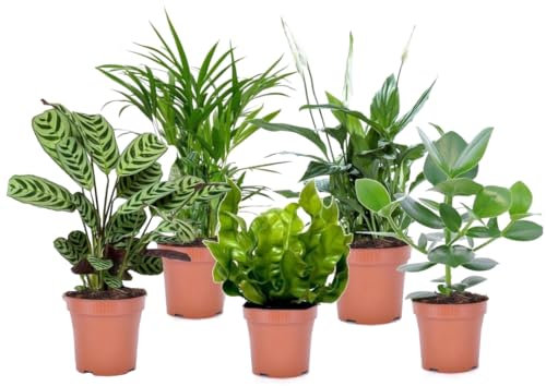 Plant in a Box - Set di 5 piante d'appartamento che purificano l'aria - Vaso 12cm - Altezza 25-40cm - Areca, Asplenium, Clusia, Ctenanthe, Spathiphyllum