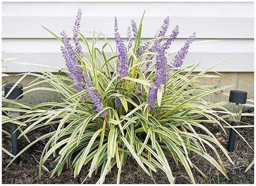 Stauden Gänge 10 x Liriope muscari ‚Variegata' im 1 Liter Topf (Ziergras/Staude/Winterhart/Mehrjährig/Stauden/Immergrün) Bunte Lilientraube - Elegante Kontraste für schattige Gartenplätze