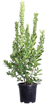 Pianta di Corbezzolo o Arbutus Unedo diverse grandezze cespuglio ornamentale da esterno frutto di Corbezzolo pianta vera venduta da eGarden.store (Vaso 30 cm)