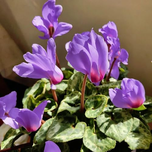 ciclamino - decorazione organica per balcone Decorazioni giardino 420semi