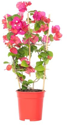 Plant in a Box - Bougainvillier 'Dania' - Bougainvillier sur support - Fleurs orange - Plante grimpante - Plante de jardin - Pot 17cm - Hauteur 50-60cm