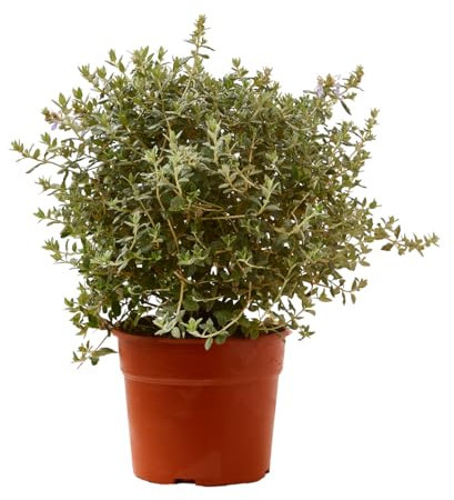 Verdecora Teucrium en maceta de 5L | Teucrium fruticans | Arbusto de Exterior con Follaje Plateado y Flores Azuladas | Ideal para Setos, Bordes y Jardines Mediterráneos