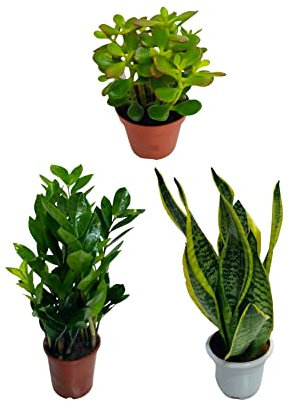 Trio Plantas Interior Inmortales: Planta de Jade (Crassula Ovata), Planta ZZ (Zamioculcas Zamiifolia) y Planta Serpiente (Sansevieria Trifasciata)