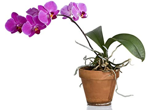 Flor Orquídea Rosa Oscuro con Maceta de Cerámica Phalaenopsis Planta Natural