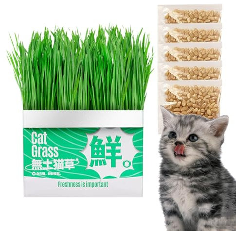 Katzengras -Wachstumskiste, Katzengrasanbau Kit - Katzen Gras sprießen Container | Soilless Hydroponic Box für Balkon, Schwelle, Wohnzimmer, Hinterhof