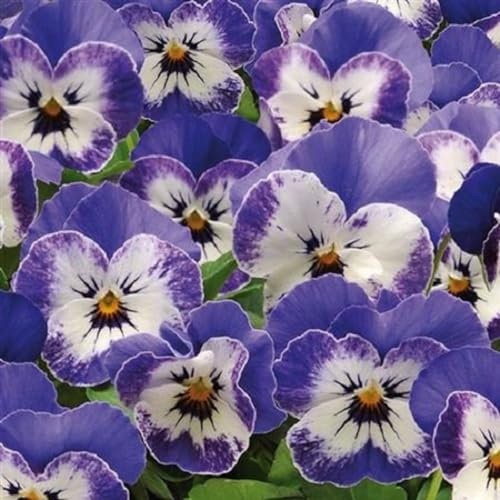 Helza Stiefmütterchen x Cornuta Twix® Delft Blue F1, x Cornuta Twix® Delfter Blau F1, Holländische Veilchen, 200 stück, Blumensamen für Garten und Balkon, Pflanzensamen, Saatgut von Kulturpflanzen